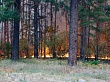 С начала пожароопасного периода в Уватском районе зарегистрировано 3 лесных пожара